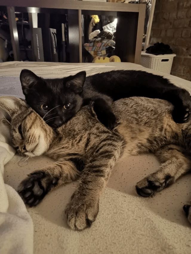 Miaw's tweet photo. https://t.co/bQckSoQpwr