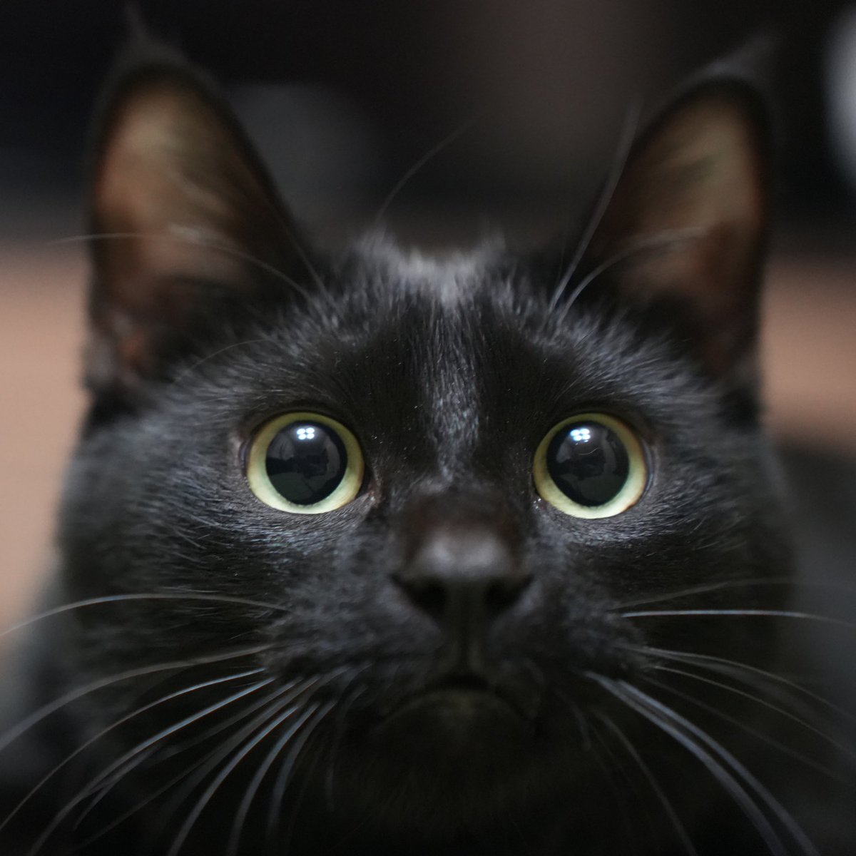 あいらしい目👀
#猫 #黒猫 https://t.co/62TZAnLsdO