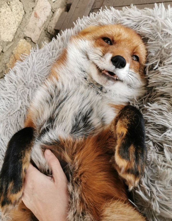 Fox hub (@anima1slove) on Twitter photo 