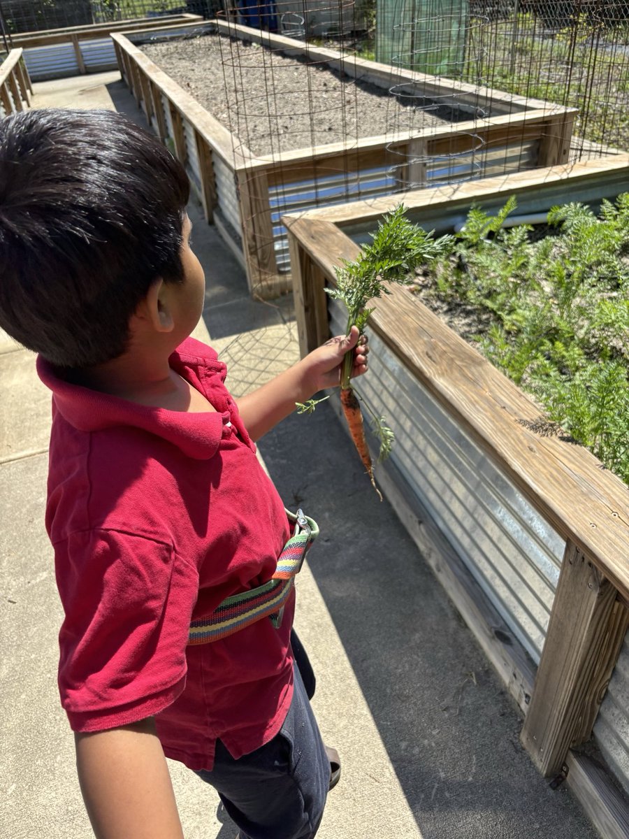 SproutPeds's tweet image. It’s carrot 🥕 harvesting time at Sprout Farms and Ms Alyssa and her client had lots of fun in the garden! 🪴 

#grossmotorskills #grossmotordevelopment #finemotorskills #finemotor #sproutfarms #CertifiedSC #certifiedscgrown #gardening