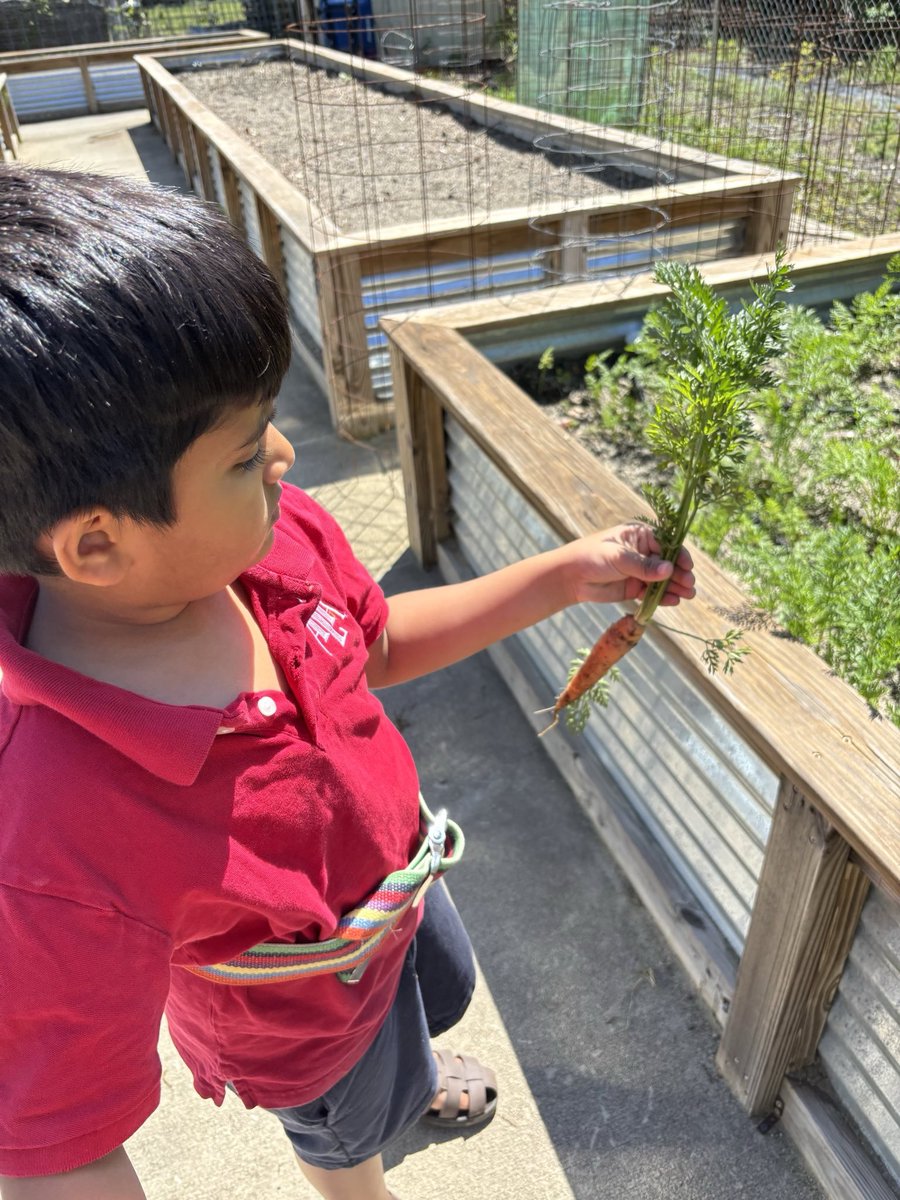 SproutPeds's tweet image. It’s carrot 🥕 harvesting time at Sprout Farms and Ms Alyssa and her client had lots of fun in the garden! 🪴 

#grossmotorskills #grossmotordevelopment #finemotorskills #finemotor #sproutfarms #CertifiedSC #certifiedscgrown #gardening