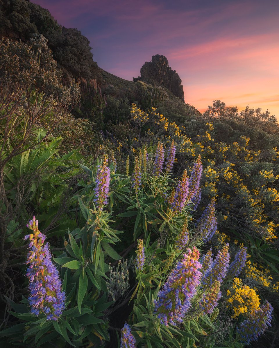 Carlos Solinis Camalich tweet media