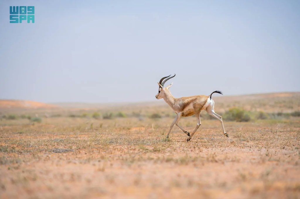 أخبار السعودية tweet media