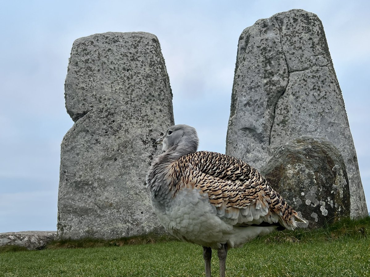 A Great Bustard at Stonehenge this morning 🙏 Special access inner circle tour with the Salisbury tour experts.