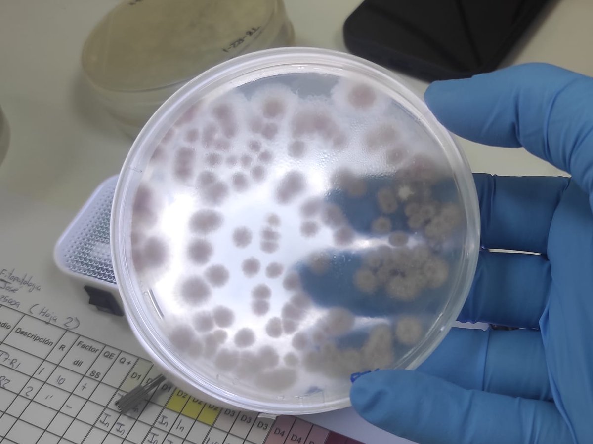 🧪🌱 Esta semana en #IDEAGRO analizamos la eficacia de nuevos productos con metabolitos y #microorganismos para controlar el #hongo #fitopatógeno #Fusarium.

Nuestros proyectos I+D 👉🏼 ideagro.es/investigacion-…