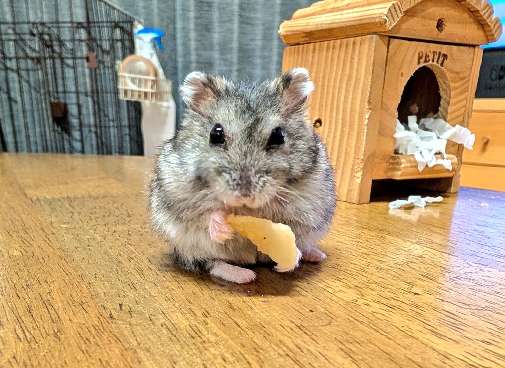 ジャンガリアンハムスターの佐藤さん