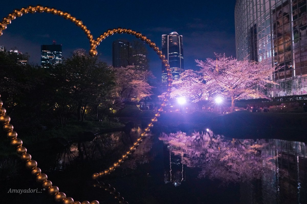 litocub_train's tweet photo. もう終わりかけだけど、毛利庭園の夜桜
今年の見納め🌸は六本木ヒルズ https://t.co/jIg9SympFu