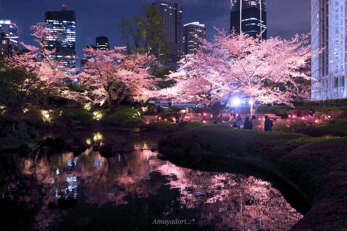 litocub_train's tweet photo. もう終わりかけだけど、毛利庭園の夜桜
今年の見納め🌸は六本木ヒルズ https://t.co/jIg9SympFu