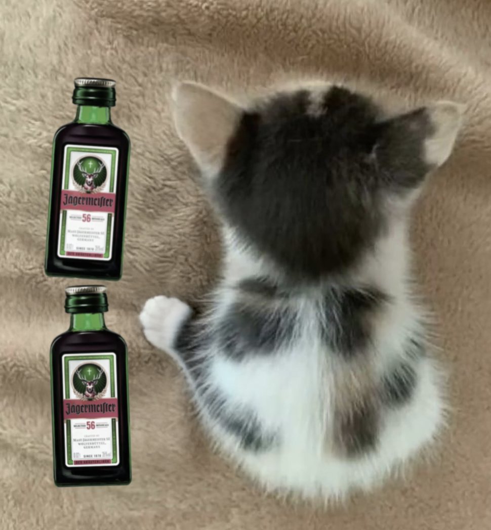 este gato mide 2 minimeisters