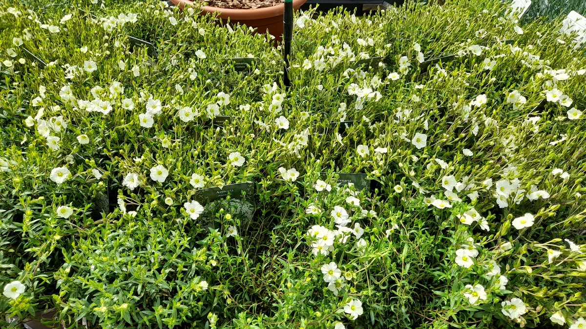 Create a carpet of colour - check out our fantastic Aubretia, Phlox and Arenaria. Great for ground cover and giving a splash of colour