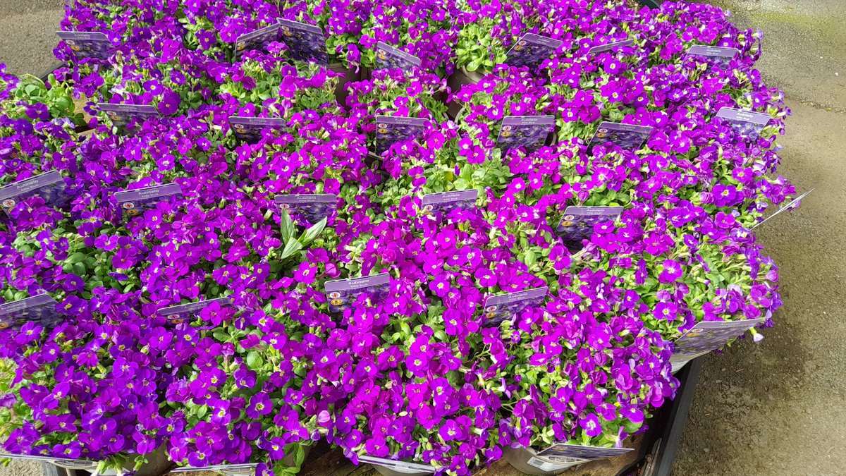 HenryStreetGC's tweet photo. Create a carpet of colour - check out our fantastic Aubretia, Phlox and Arenaria. Great for ground cover and giving a splash of colour https://t.co/3WkAEnaahd