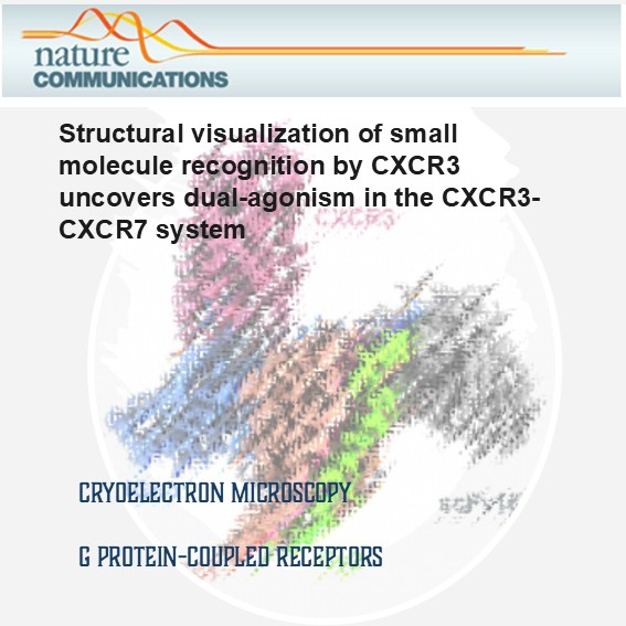 Mehta Family Center for Engineering in Medicine (@mfcem_iitk) on Twitter photo A study by Prof Arun Shukla & team uncovering cryo-EM structures of chemokine receptor CXC3 in bound & unbound states offering valuable insights into its unique signaling behavior & the many therapeutic possibilities.
pubmed.ncbi.nlm.nih.gov/40155369/
<a href="/MehtaFF/">Mehta Family Foundation</a> <a href="/BSBEIITK1/">BSBE@IITK</a> <a href="/arshukla/">Arun K. Shukla</a> #GPCR A study by Prof Arun Shukla & team uncovering cryo-EM structures of chemokine receptor CXC3 in bound & unbound states offering valuable insights into its unique signaling behavior & the many therapeutic possibilities.
pubmed.ncbi.nlm.nih.gov/40155369/
<a href="/MehtaFF/">Mehta Family Foundation</a> <a href="/BSBEIITK1/">BSBE@IITK</a> <a href="/arshukla/">Arun K. Shukla</a> #GPCR