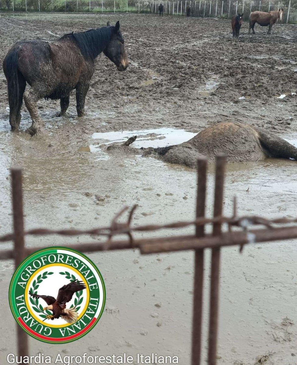 Animalistiitaly's tweet photo. #Roio, L’Aquila: ancora orrore.
Cavalli morti, cani affamati, cuccioli chiusi in furgoni.
Un’“azienda agricola” che è in realtà un lager per animali.
📷Le denunce ci sono, le immagini anche. Ora basta silenzi. Forniremo cibo agli animali salvati.
📷Chiediamo verità e giustizia. https://t.co/gRxusBKiMf