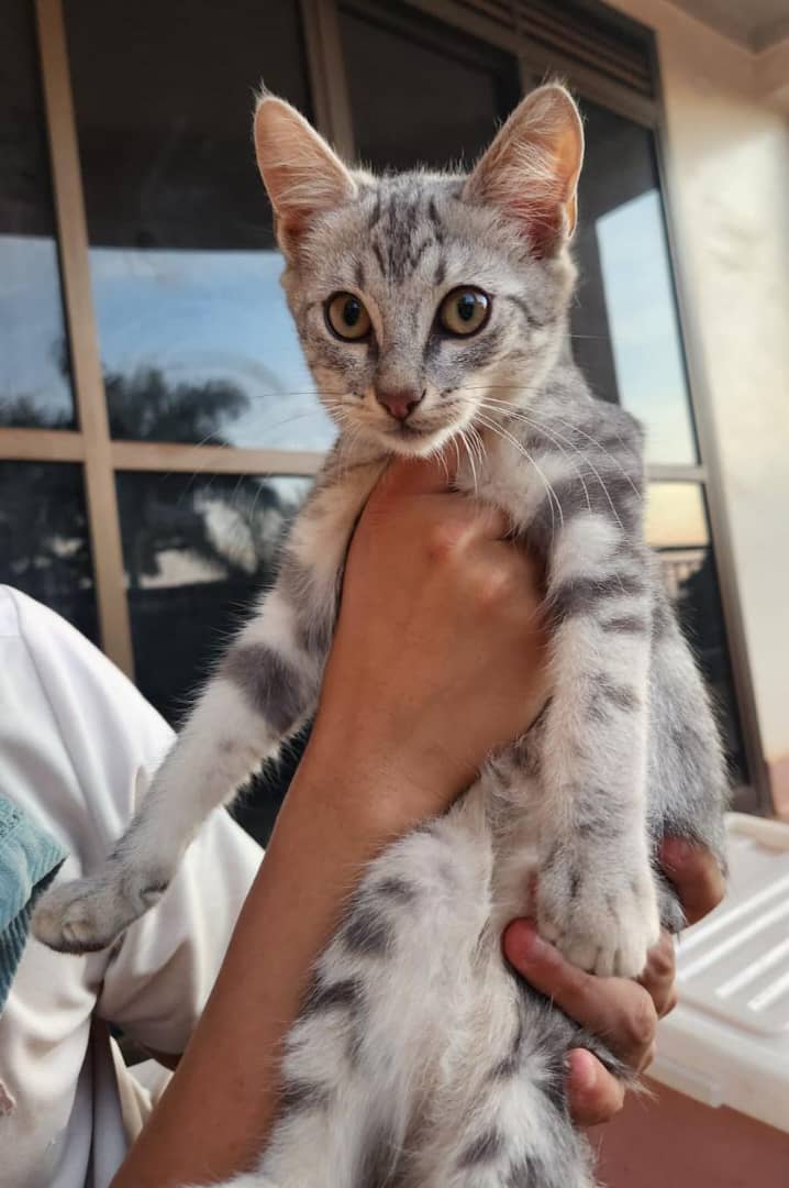 "Beko's dad: Beko, we need to go to the vet for a check-up. It's just a routine visit, I promise.
Beko: Look me in the eyes, don't lie to me.👀😹"
Regular check-ups are crucial for your pet's health and happiness. 
Book an appointment with us on +256 7803 01745 for your vet