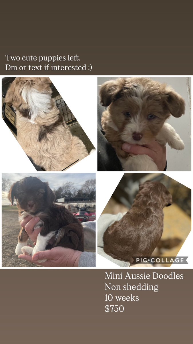 mayme_conroy's tweet photo. Snag one of these cuties. 🐶🤎 https://t.co/uCJeeFyYJI