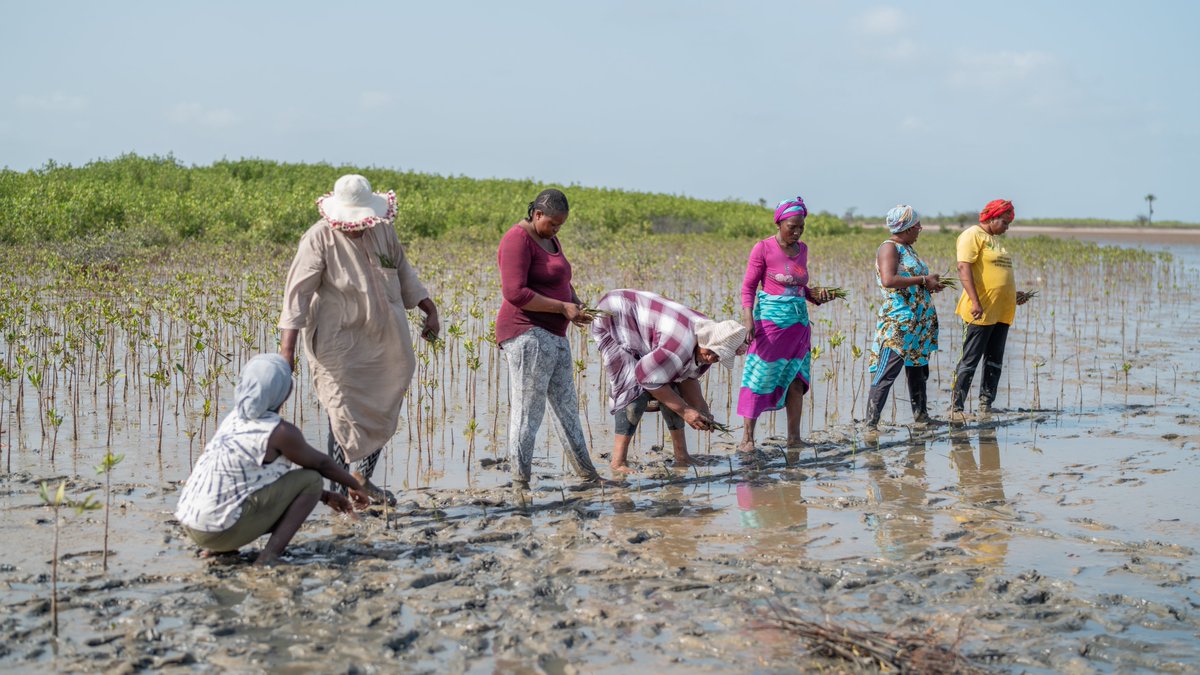PowerShftAfrica's tweet photo. Climate Adaptation Stories from Africa ✍️

Restoring #mangroves to promote #biodiversity

Offshore oil drilling in Senegal threatens mangrove ecosystems, which act as natural buffers that protect communities from extreme weather by absorbing the impact of waves.

For decades, these mangroves have prevented #flooding, enabling local communities to grow rice and sustain their livelihoods.

The Saloum Delta, a network of over 200 islands, is a living story of resilience, adaptation and environmental guardianship.

Read there story👉🏽👉🏽 https://t.co/6OPvi61lhA