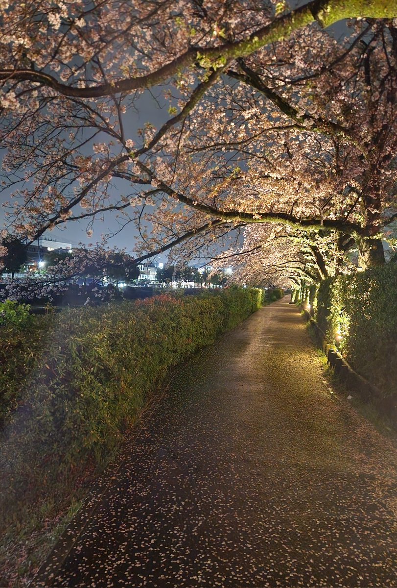 Champagne_Hiro's tweet photo. 夜桜見物

どしゃ降りの中、雨雲レーダーを頼りに車を走らせました。

秦野市の水無川沿いライトアップ

雨上がりの澄んだ空気に川のせせらぎに夜桜は贅沢の極みです。 https://t.co/dZtjYmWu1a