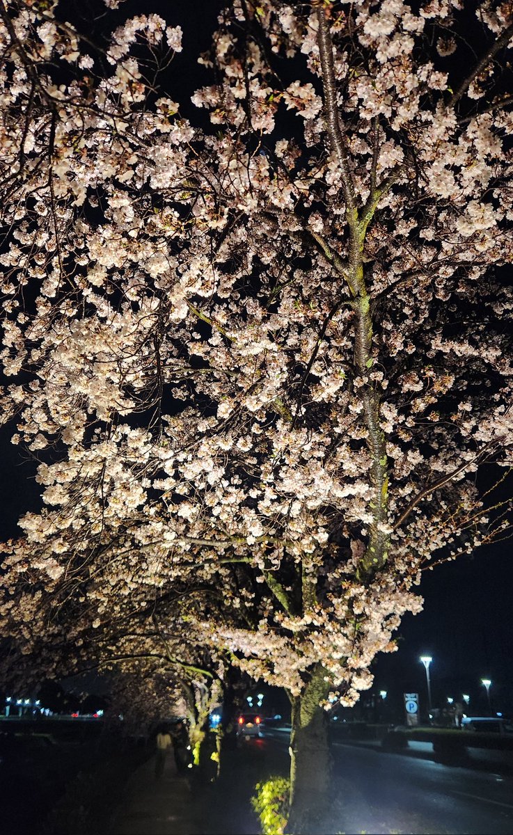 Champagne_Hiro's tweet photo. 夜桜見物

どしゃ降りの中、雨雲レーダーを頼りに車を走らせました。

秦野市の水無川沿いライトアップ

雨上がりの澄んだ空気に川のせせらぎに夜桜は贅沢の極みです。 https://t.co/dZtjYmWu1a