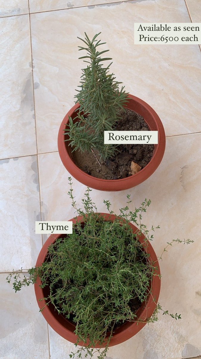 Fresh herbs available for immediate pickup and delivery.
Available as seen.

Location: Kaduna state 
Price:Each bucket is 4500,pot is 6500.