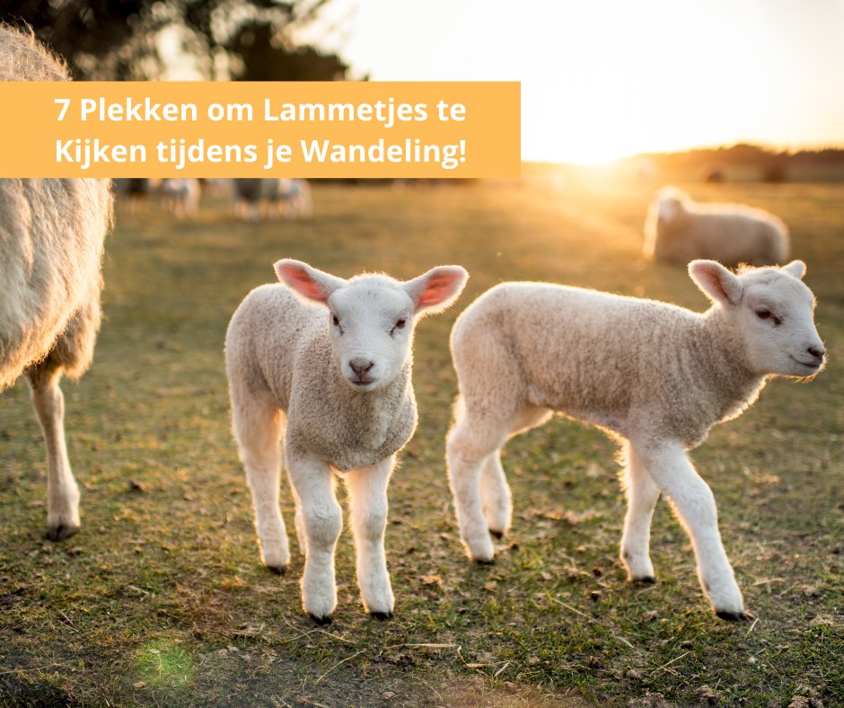 Het is lammetjestijd! 🐑🌱

Nu op pad naar de schaapskooien! Wandel langs dartelende lammetjes in de natuur:

📍 Ruinen
📍 Rheden
📍 Stroothuizen
📍 Blaricum
📍 Ermelo
📍 Balloo
📍 Texel (lammetjesradar!)

👉 wandel.nl/.../waar-kun-j…