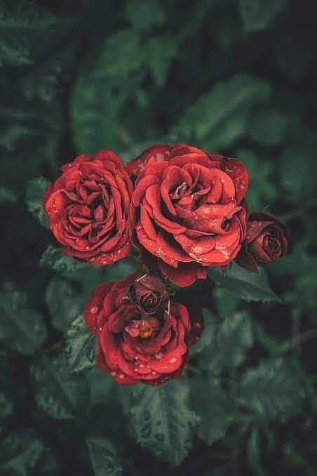 Willydapoooh's tweet photo. @ArcaneMeow So gorgeous https://t.co/nfAv7Kli14
