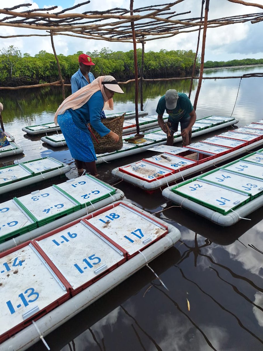 Meet Fatby Enterprises: a business born from one woman’s determination to tackle age-old stereotypes in Kenya's fishing sector. Fatma Athman  Mohamed is rewriting the rules on Lamu's Pate Island. She is breaking barriers in the blue economy, proving that determination and grit