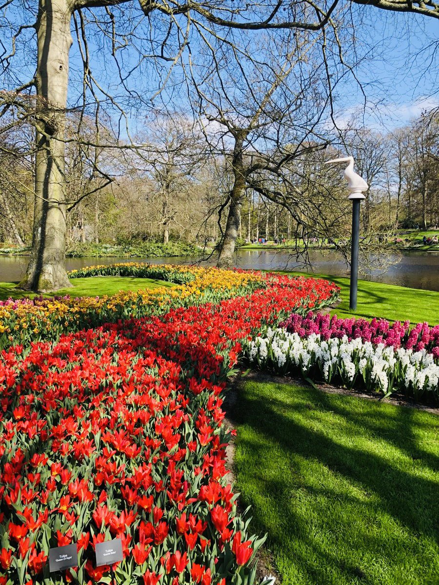 Most photographed place in the world. Easy. Want to take your own photos? Book a guide or tour with us and go for it! 🌷📷

#keukenhof #tulipseason #amsterdam #rotterdam #thehague #tourguide #tour #excursion #hollandexperience #happyguiding