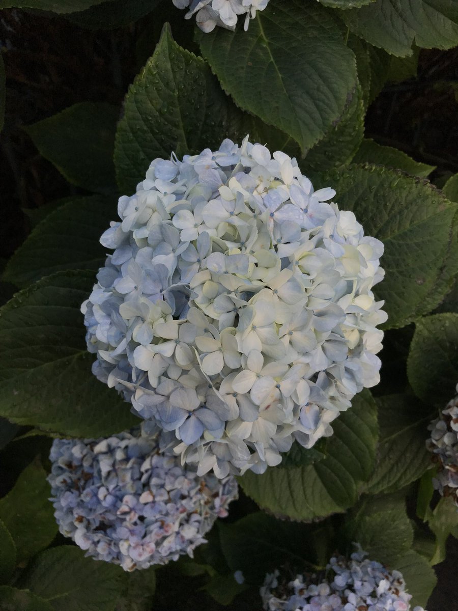 ProducedByMoose's tweet photo. Feeling blue https://t.co/2F0SoW1wWU