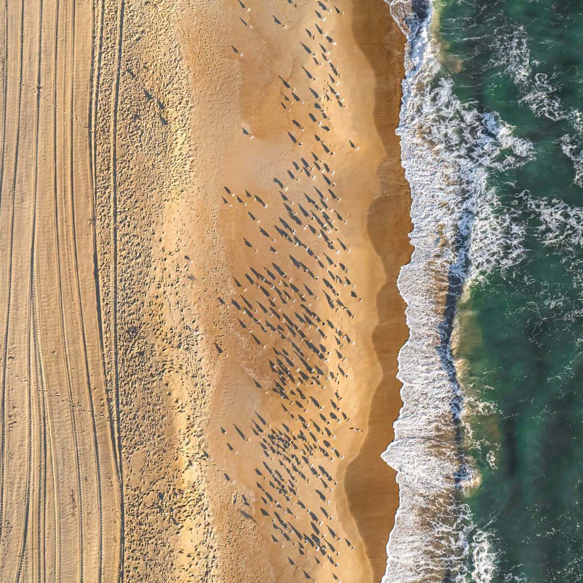 Sandbridge Blue tweet media