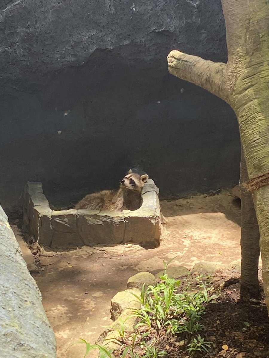rbnarchive's tweet photo. 🦝 https://t.co/hm1RhRqFmh