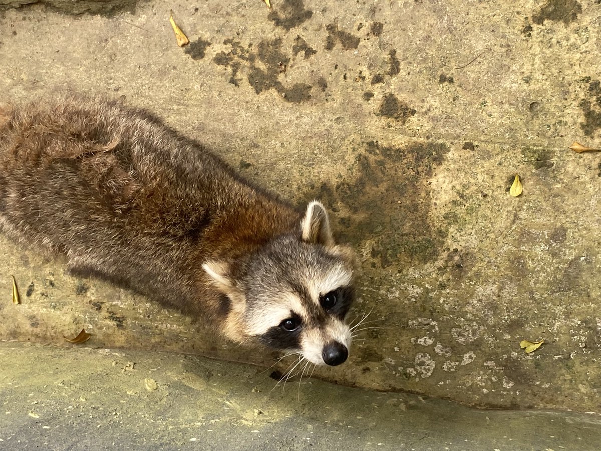rbnarchive's tweet photo. 🦝 https://t.co/hm1RhRqFmh