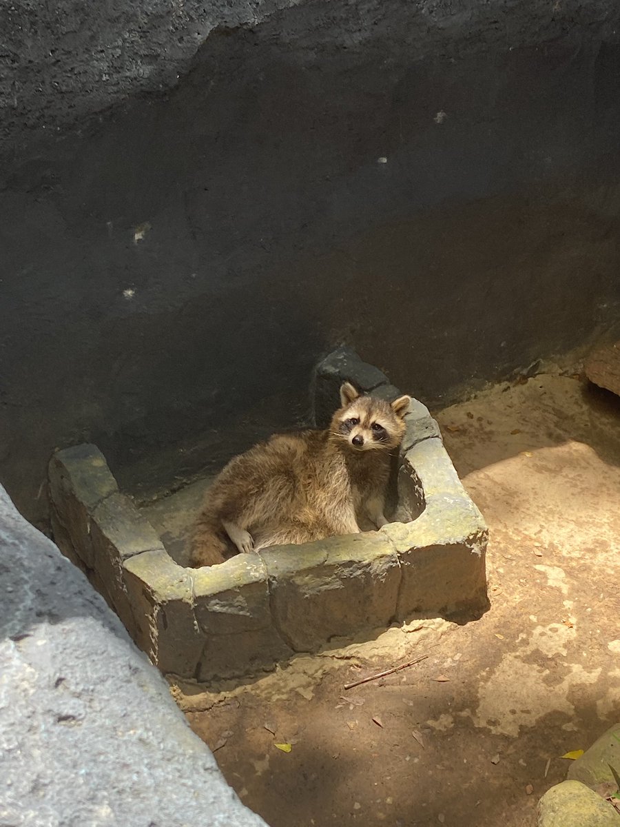 rbnarchive's tweet photo. 🦝 https://t.co/hm1RhRqFmh