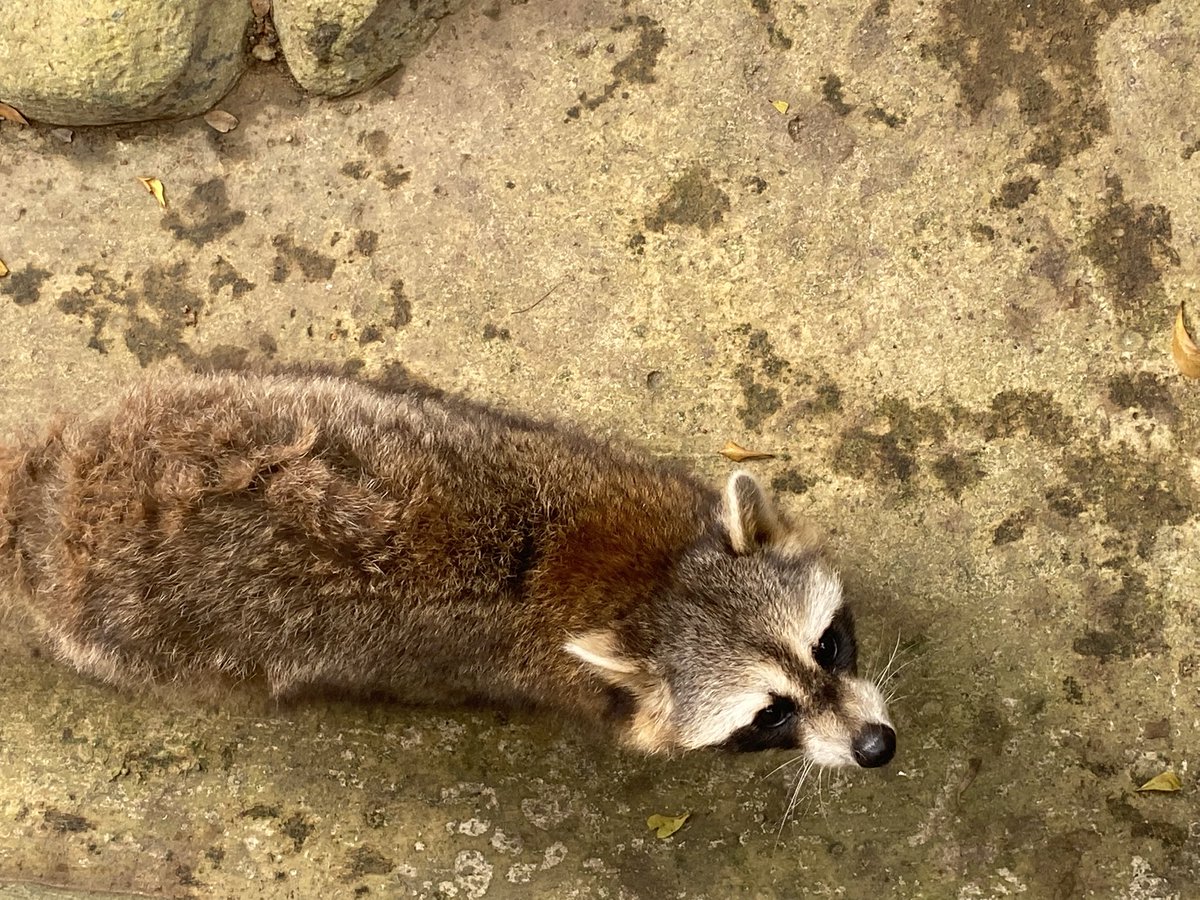 rbnarchive's tweet photo. 🦝 https://t.co/hm1RhRqFmh