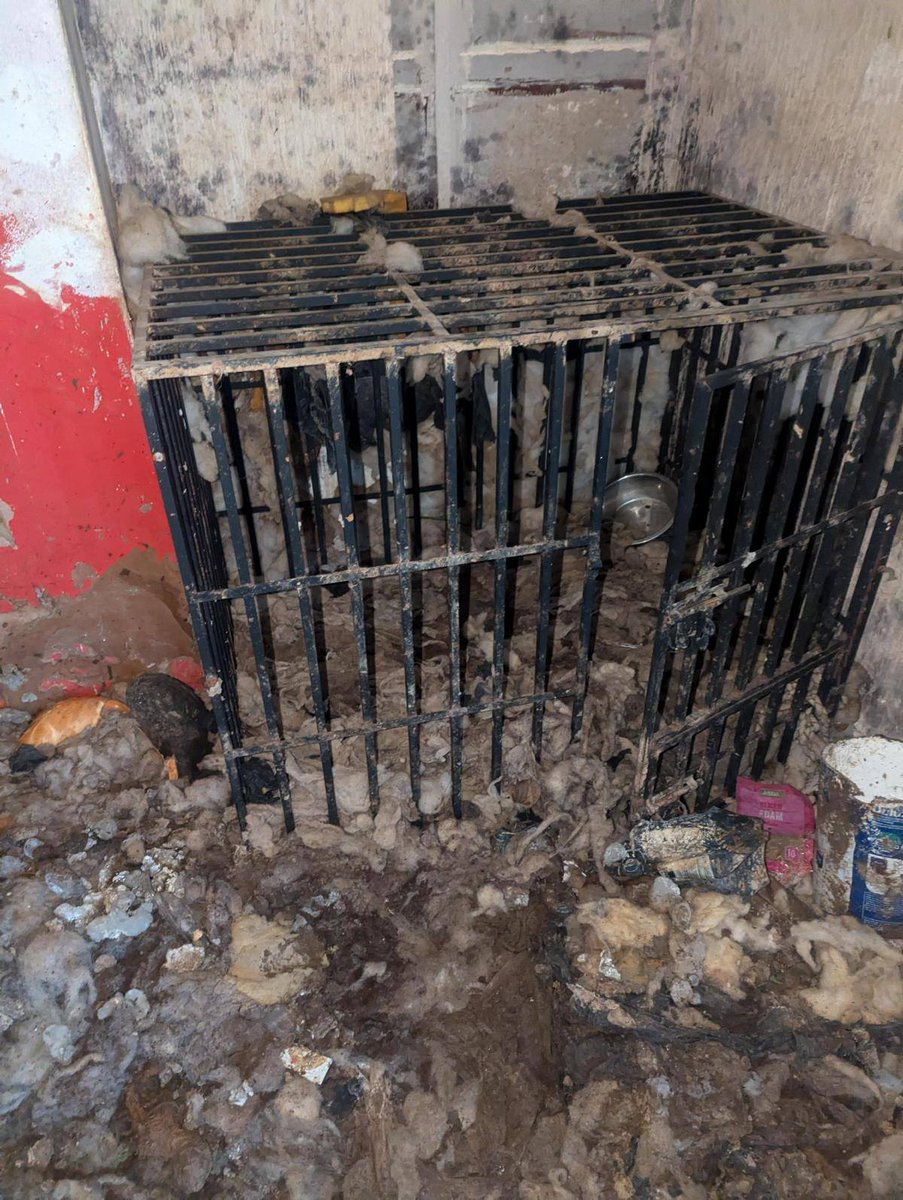 AdoptionsUk's tweet image. Please retweet, CONVICTED |  former Stray Aid volunteer and professional pet-sitter Hannah Critchlow, 30, of #Trimdon, #CountyDurham #UK  - kept 11 dogs in deplorable conditions with faeces crushed into the carpets AVOIDS JAIL‼️ Sentencing | ordered to pay a fine of £200, £330…