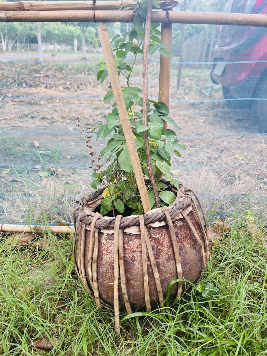 sciphi_Ananya's tweet photo. "Percussion Musical Vines" - Probably this is the best #juggad plantpot I have ever seen with a musical instrument
#recylcing #MusicalJourney #plants #nature https://t.co/P1a0KUNhA4