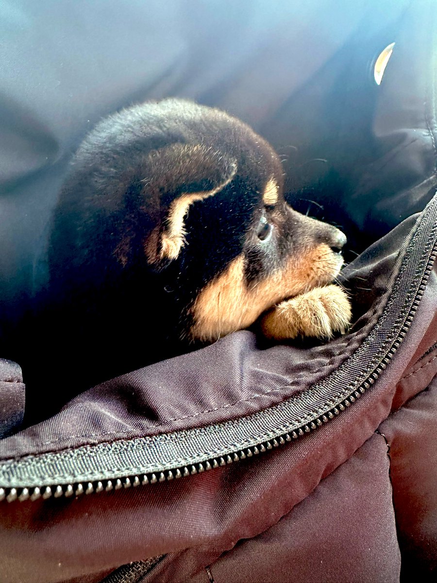 tk8_h8's tweet photo. 娘がまた1人増えました

#柴犬
#豆柴 https://t.co/vuI2WLursz