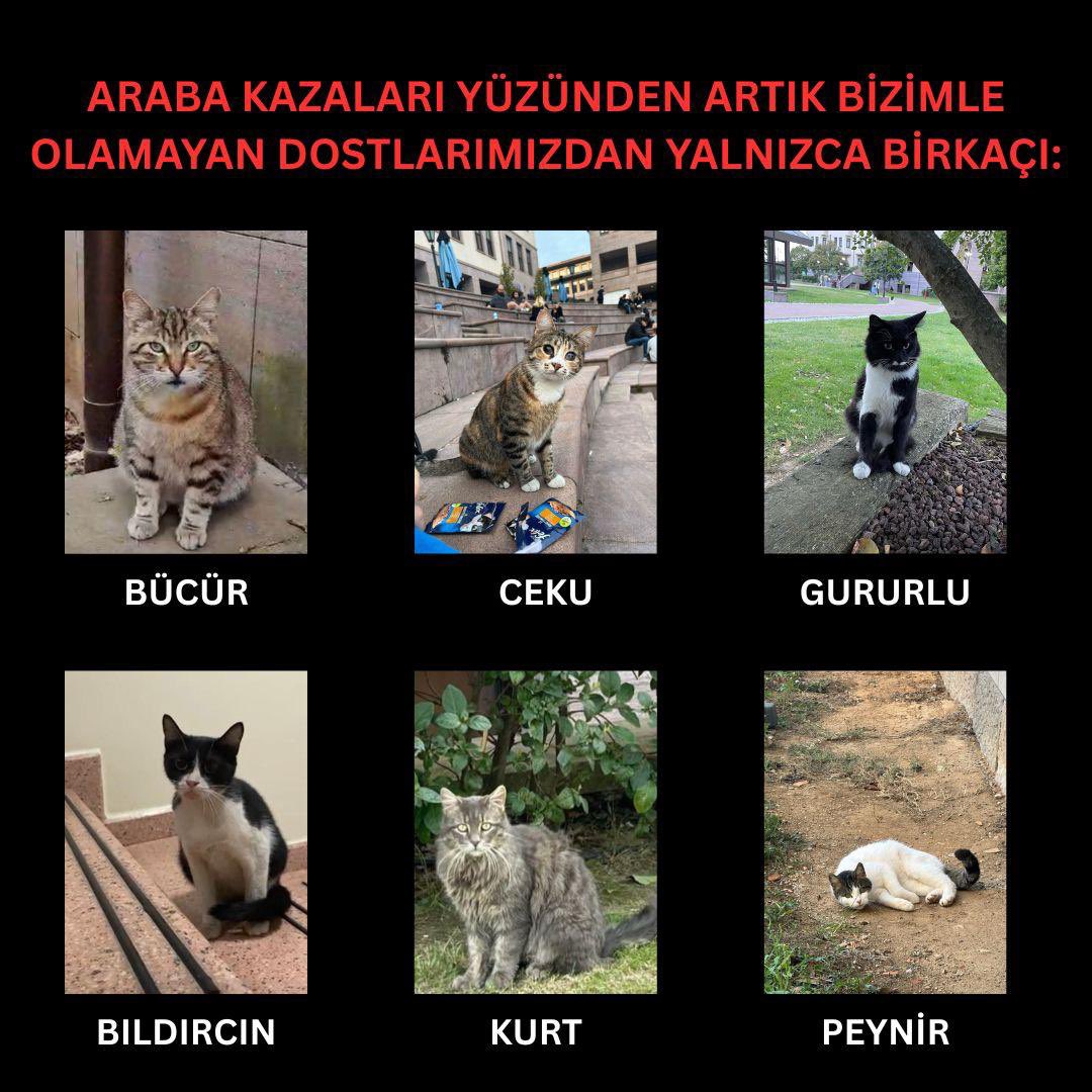OdeonHareketi's tweet photo. KUPatiler'den gelen yas ve öfkeyi büyütüyoruz: "Artık dostlarımızı kaybetmekten çok yorulduk. Olayların takipçisi olup cezaların arttırılması için çalışmaya devam edeceğiz." https://t.co/rYCVLs4DXQ