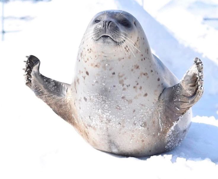 Lovejoy as seals (@lvjyseals) on Twitter photo 