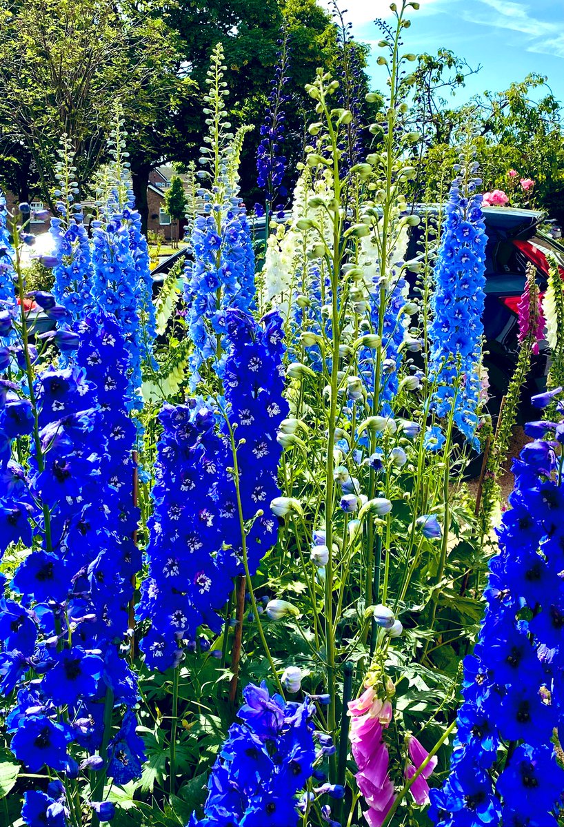 Can’t wait to see these beauties again ! If this warm weather continues i should be seeing them sooner rather than later 😊💙 One of my favourite flowers in the garden ! #summer #FlowersOfTwitter #gardening #gardenersworld #garden #GardensHour #flowerphotography #flowerpictures