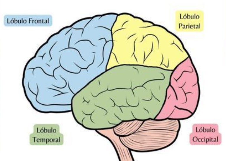 mivesuav's tweet photo. Los lóbulos cerebrales son las principales divisiones del cerebro, cada uno con funciones específicas que son esenciales para el funcionamiento humano. En este hilo, analizaremos cada lóbulo:👇 #uv_rtl25 https://t.co/Kd8auhHfCd