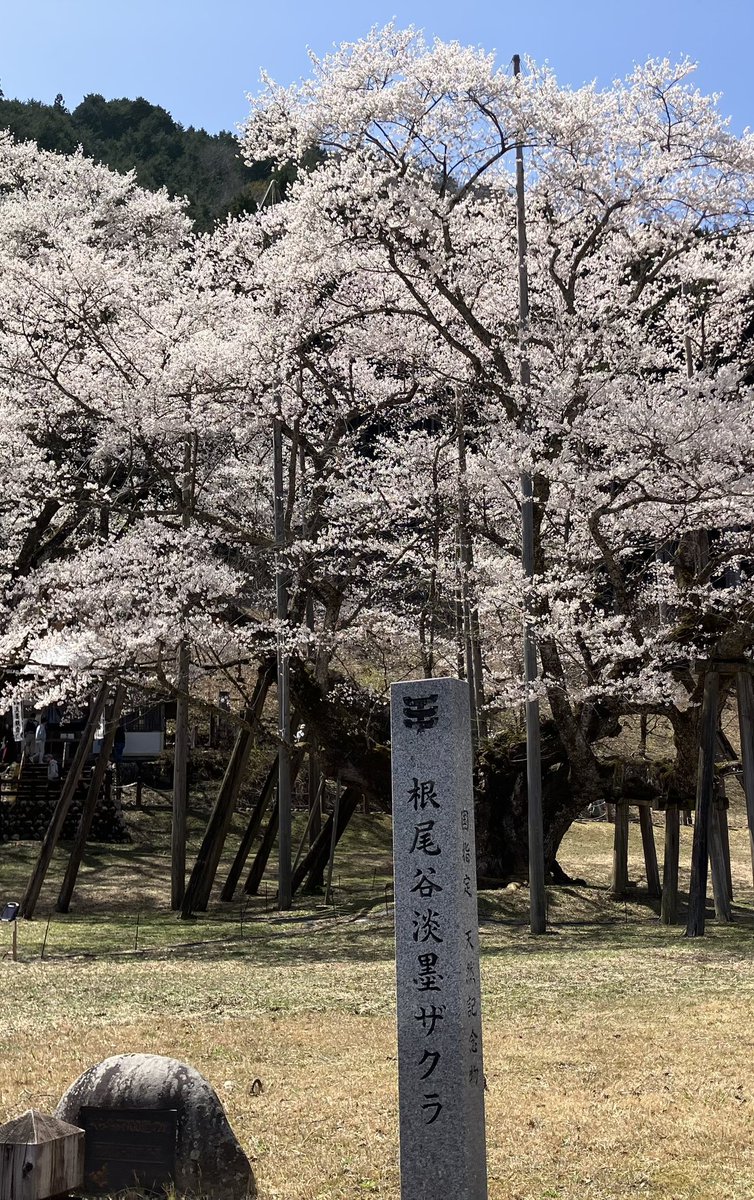 会社休んで花見🌸ざんまい❣️