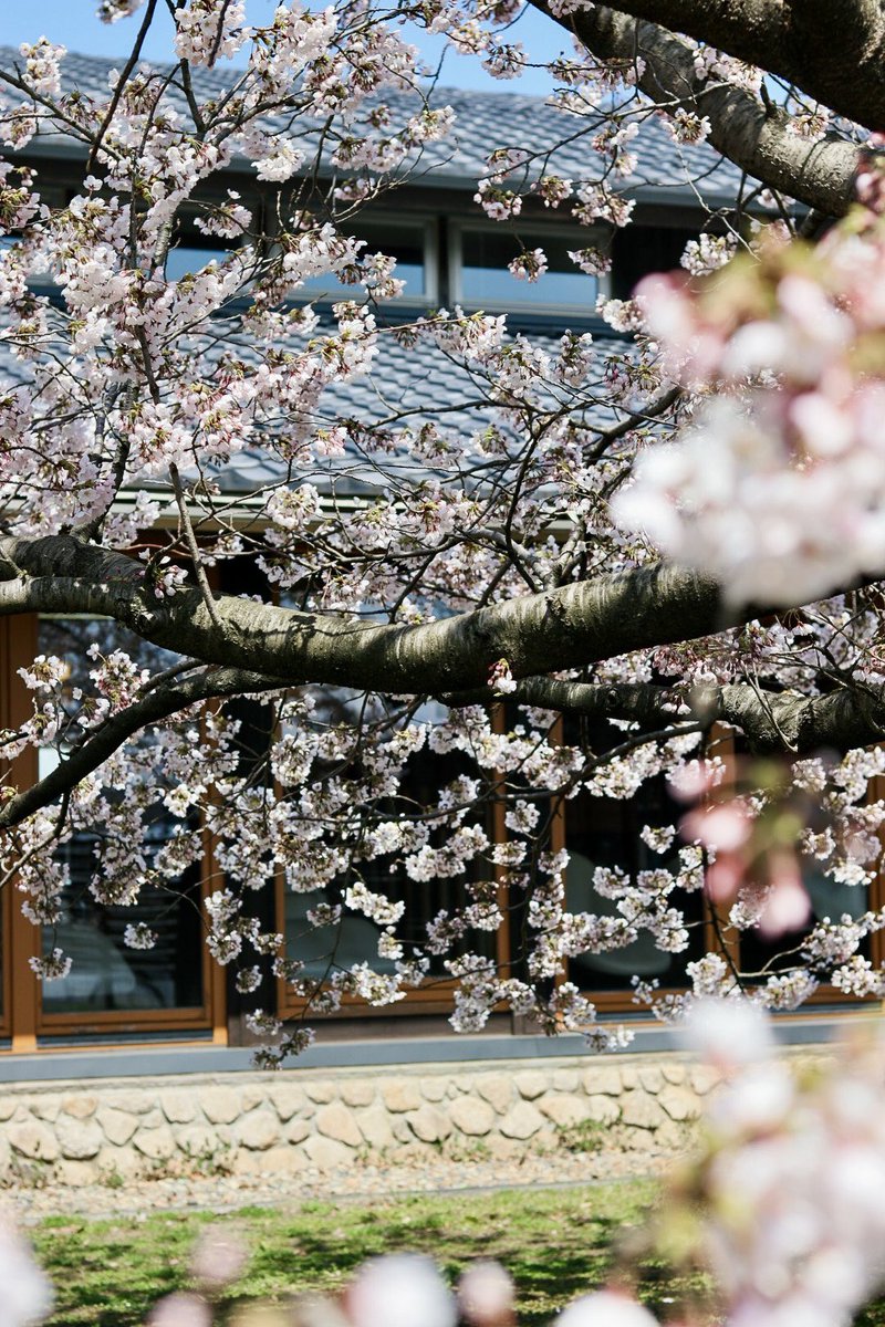 cave d’occi AVEDAサロンの庭の一本桜が満開になりました。

これから少しづつ、ぶどう畑の葉も芽吹き始め、
カーブドッチから見える景色も春に衣替えしそうです。