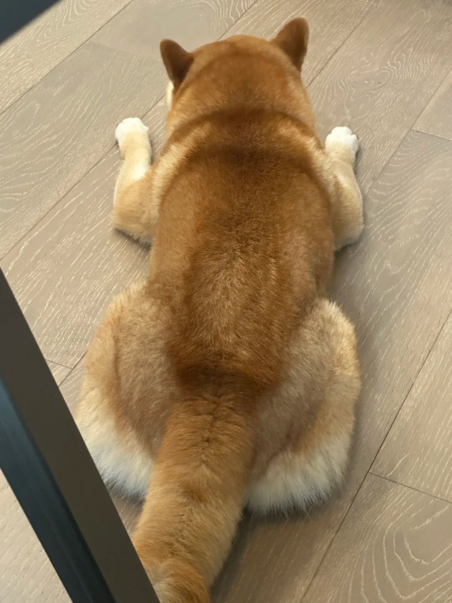 マジで邪魔！今日掃除してたら、つい2回も蹴っちゃったよ。🐾 床は短い毛だらけで、掃除機かけてもなかなか取れないし。毎日ご飯は出てくるのに、全然手伝ってくれないし！毛が抜けるのは仕方ないけど、剃っちゃったらただのデブになっちゃうし…🤣
#柴犬