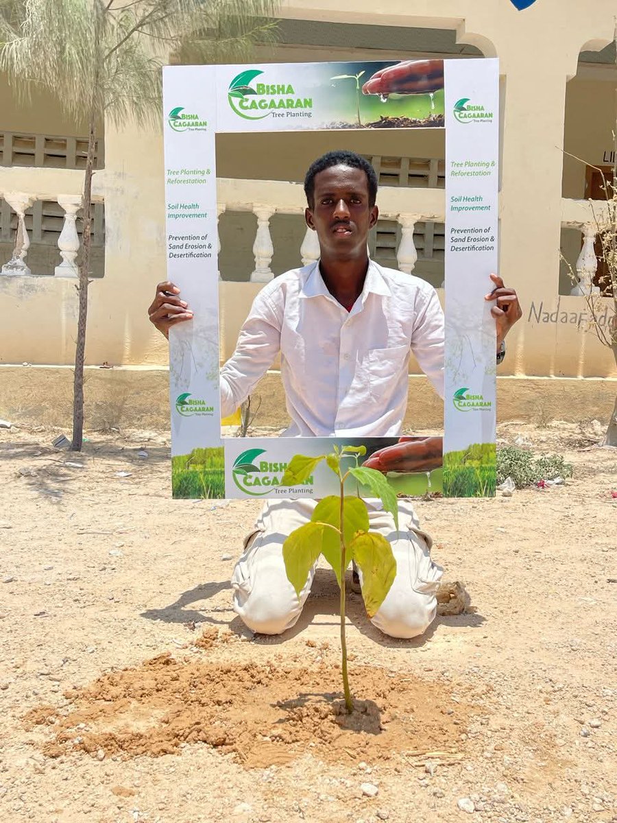 BishaCagaaran's tweet photo. A young student planted a Warsheikh tree in his school. 

This tree will soon provide shade and fresh oxygen in the near future.

It will stand as his legacy — a footprint he can proudly share with future generations, while many students will continue to pass through that school and benefit from his simple but meaningful action.

#supportBishacagaaran.
@BishaCagaaran