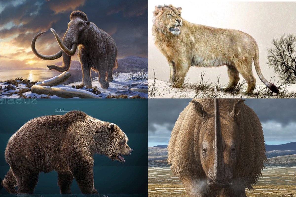 shamari7jones's tweet image. Would you like to see these things to be clowned or brought back from extinction?

#DireWolf #woolymammoth #tyrannosaurus #JurassicWorldRebirth #JurassicWorld #jurassicpark #extinction