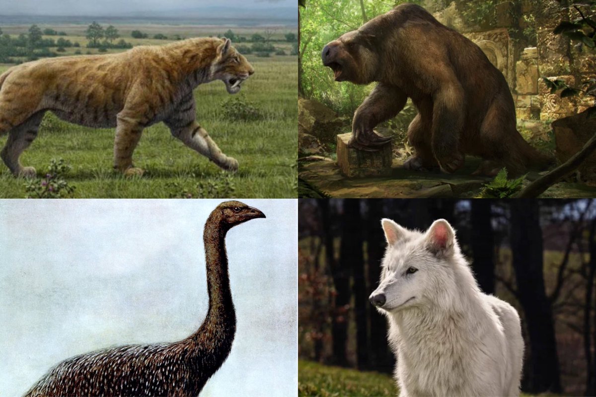 shamari7jones's tweet image. Would you like to see these things to be clowned or brought back from extinction?

#DireWolf #woolymammoth #tyrannosaurus #JurassicWorldRebirth #JurassicWorld #jurassicpark #extinction