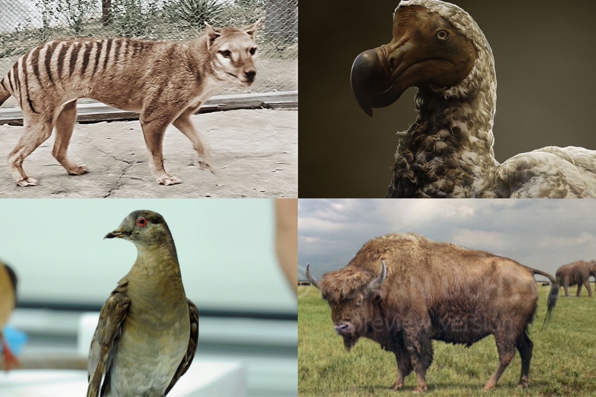 shamari7jones's tweet image. Would you like to see these things to be clowned or brought back from extinction?

#DireWolf #woolymammoth #tyrannosaurus #JurassicWorldRebirth #JurassicWorld #jurassicpark #extinction