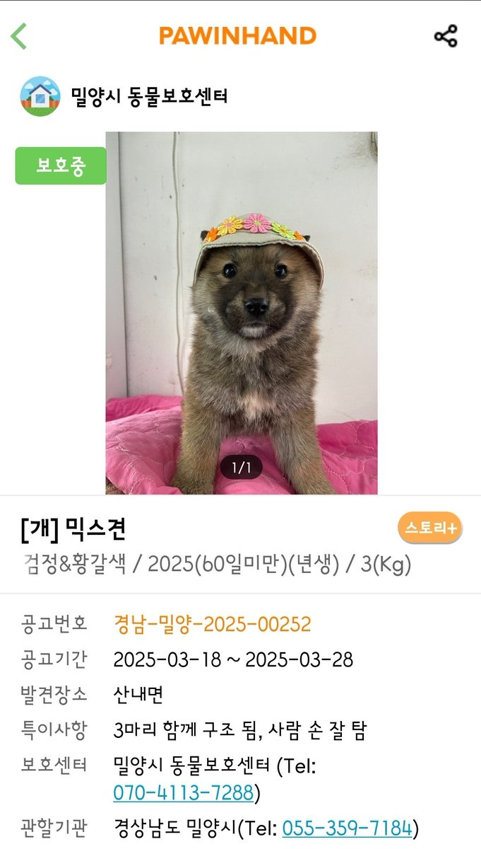 재록이 가족 입양 갔나 하루에 한 번 포인핸드 보는 사람
너무 웃긴 강쥐를 발견해버리다...
되게 착하고 밥 잘 먹을 거 같다