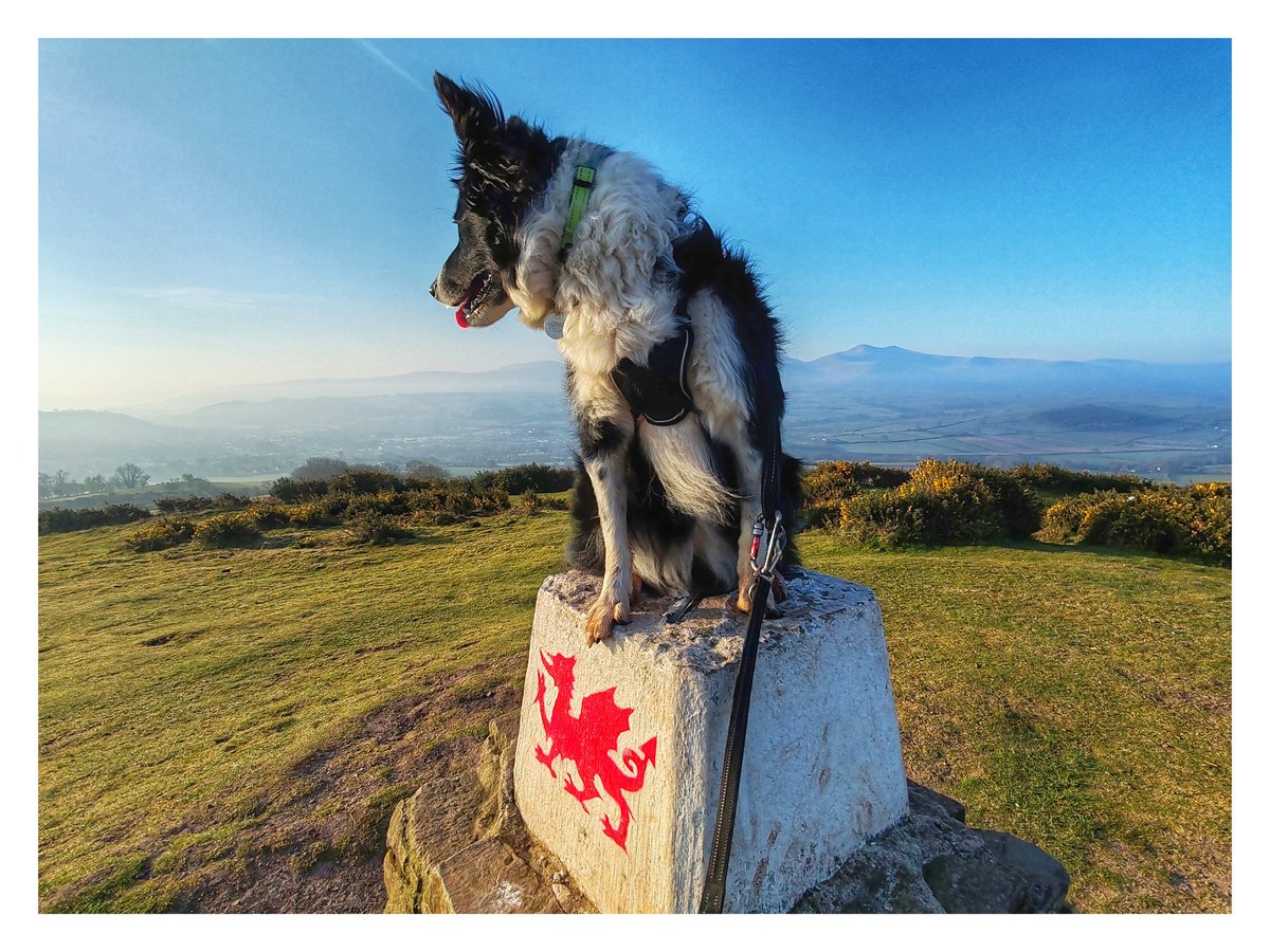 smoggiewalks's tweet photo. Pen y Crug trigpoint #bannaubrycheiniog #breconbeacons #getoutside #bordercollie #prescriptionnature #brecon #postnightshift
@DerekTheWeather @OrdnanceSurvey @VisitBrecon @TrigThursday https://t.co/TvMOi6Qelz