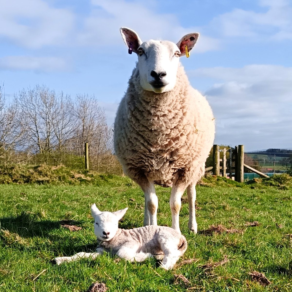 mary_wilko's tweet photo. "Mine, all mine" ❤️

#sheep #lambing #lambing2025 #farminglife #farmingneverstops https://t.co/VFTX5wxTJ5
